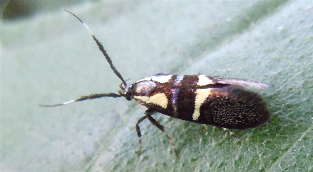 Dasycera oliviella